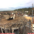 12_50-nest.jpg