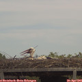 13_00-mast.jpg