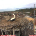 13_00-nest.jpg
