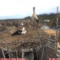 13_05-nest.jpg