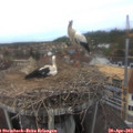 13_15-nest.jpg