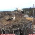 13_20-nest.jpg