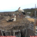 13_25-nest.jpg