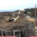 13_30-nest.jpg