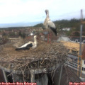 13_35-nest.jpg