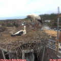 13_40-nest.jpg