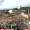 13_45-nest.jpg