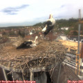 13_50-nest.jpg
