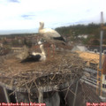 13_55-nest.jpg