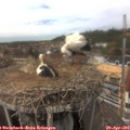 14_00-nest.jpg