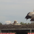 14_05-mast.jpg