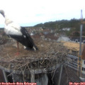 14_05-nest.jpg