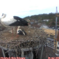 14_10-nest.jpg