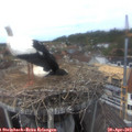 14_15-nest.jpg