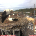 14_20-nest.jpg