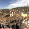 14_40-nest.jpg