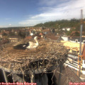 14_45-nest.jpg