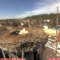 14_50-nest.jpg