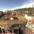 14_55-nest.jpg