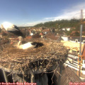 15_00-nest.jpg