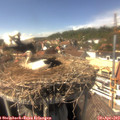 15_05-nest.jpg