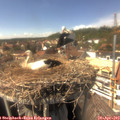 15_10-nest.jpg