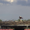 15_15-mast.jpg