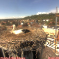 15_15-nest.jpg