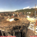 15_20-nest.jpg