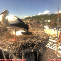 15_25-nest.jpg