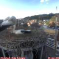 15_35-nest.jpg