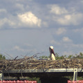 15_40-mast.jpg