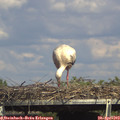 15_50-mast.jpg