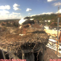 15_50-nest.jpg