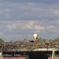 16_00-mast.jpg