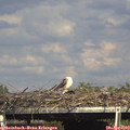 16_10-mast.jpg