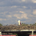 16_15-mast.jpg