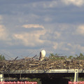 16_20-mast.jpg