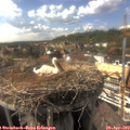 16_25-nest.jpg