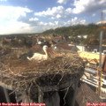 16_30-nest.jpg