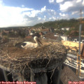 16_35-nest.jpg