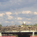 16_40-mast.jpg