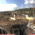 16_40-nest.jpg