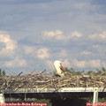 16_45-mast.jpg