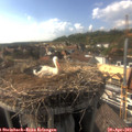 16_50-nest.jpg
