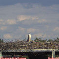 16_55-mast.jpg