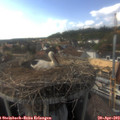 17_00-nest.jpg