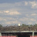 17_05-mast.jpg