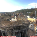 17_05-nest.jpg