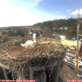 17_10-nest.jpg